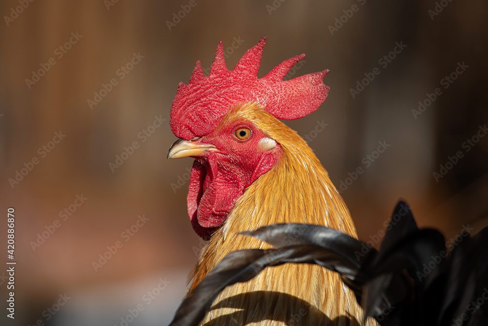 Rooster portrait with a large red comb