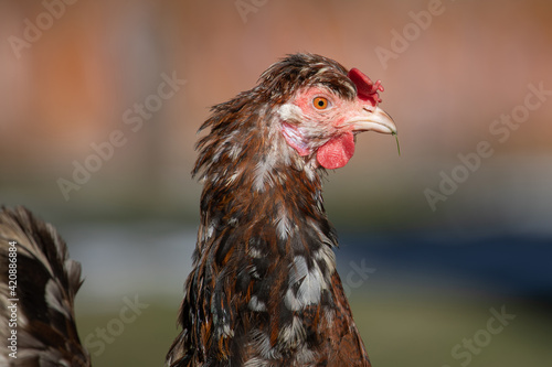 Closeup of a hen