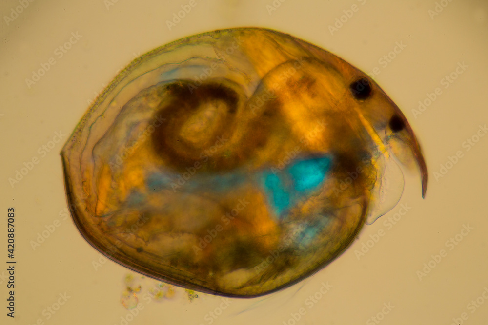 Cladoceran amphipod, a microscopic crustacean in pond water, with ...