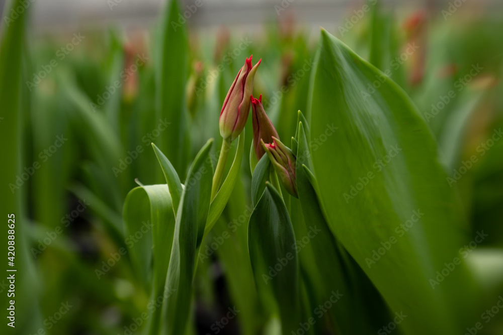 freshly cut tulips at the greenhouse for women's day freshly cut tulips at the greenhouse for women's day