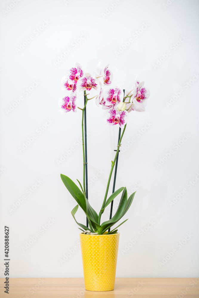 Blooming Phalaenopsis Anthura Marbella orchid in a yellow flower pot on a white background with space for text