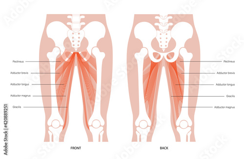 Muscular system legs