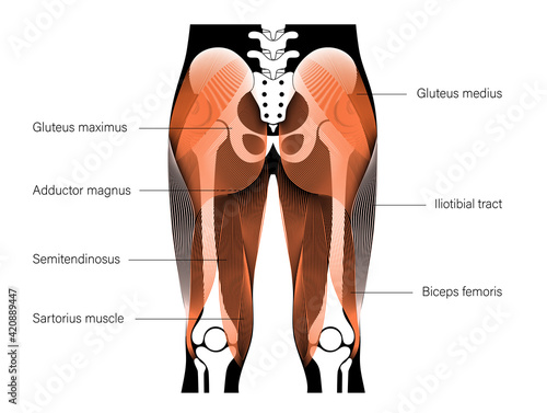 Muscular back structure