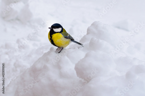Great tit sits on white snow.