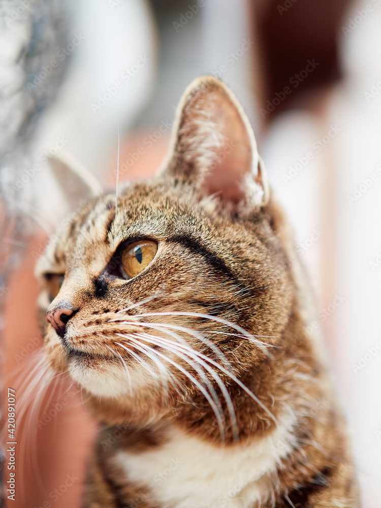 portrait of a cat portrait of a cat