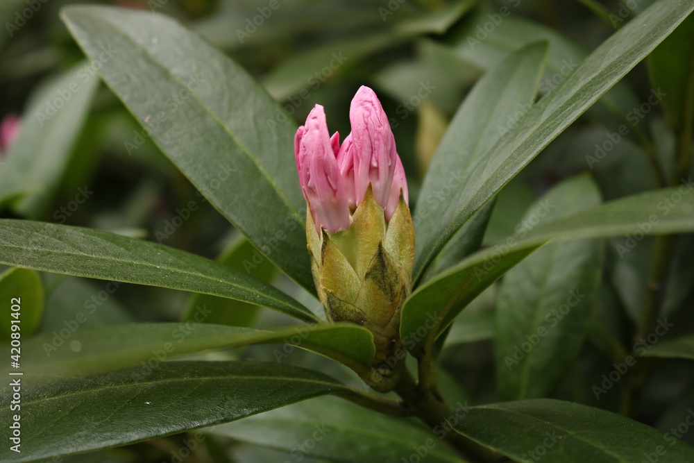 Large and beautiful buds appeared on the Rhododendron bushes with the onset of spring Large and beautiful buds appeared on the Rhododendron bushes with the onset of spring
