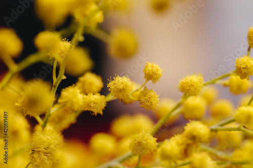 yellow flowers mimosa