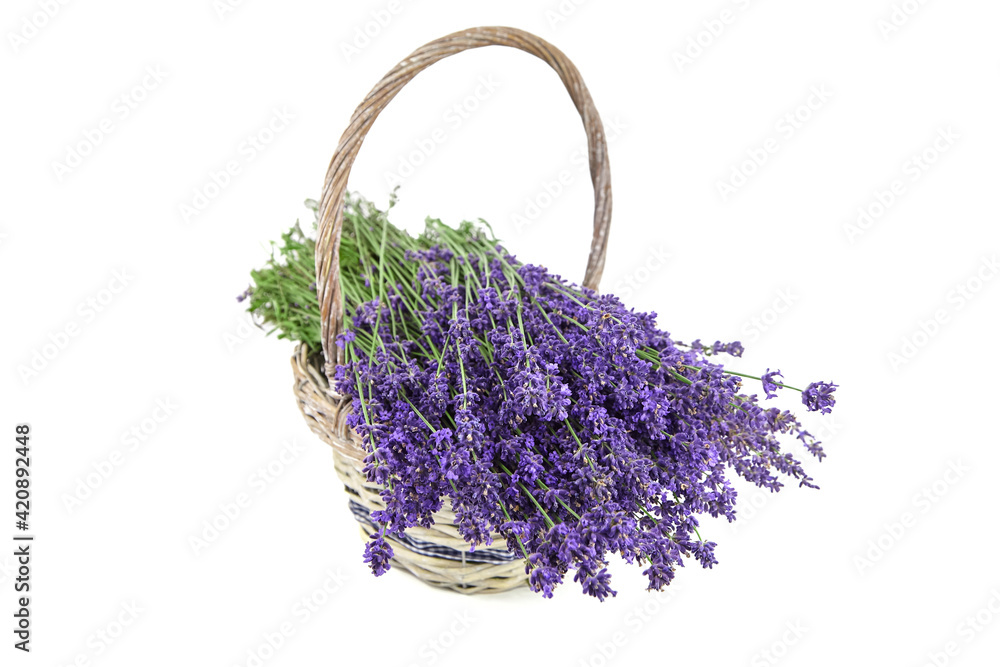 Fototapeta premium Lavender flowers into wicker basket with isolated on white background