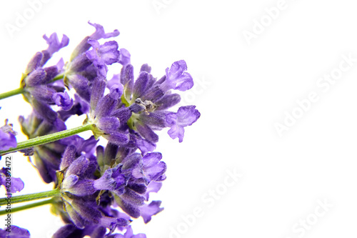 Lavender flowers isolated on white background. Fresh lavender herb