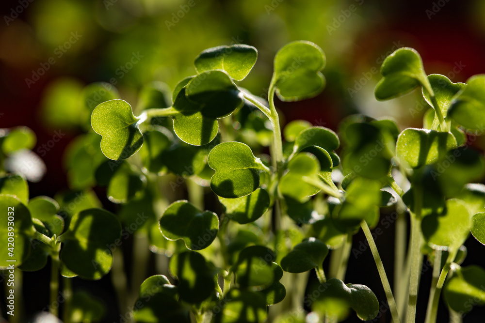 Fototapeta premium fresh green seedlings growing healthy ecological food microgreens