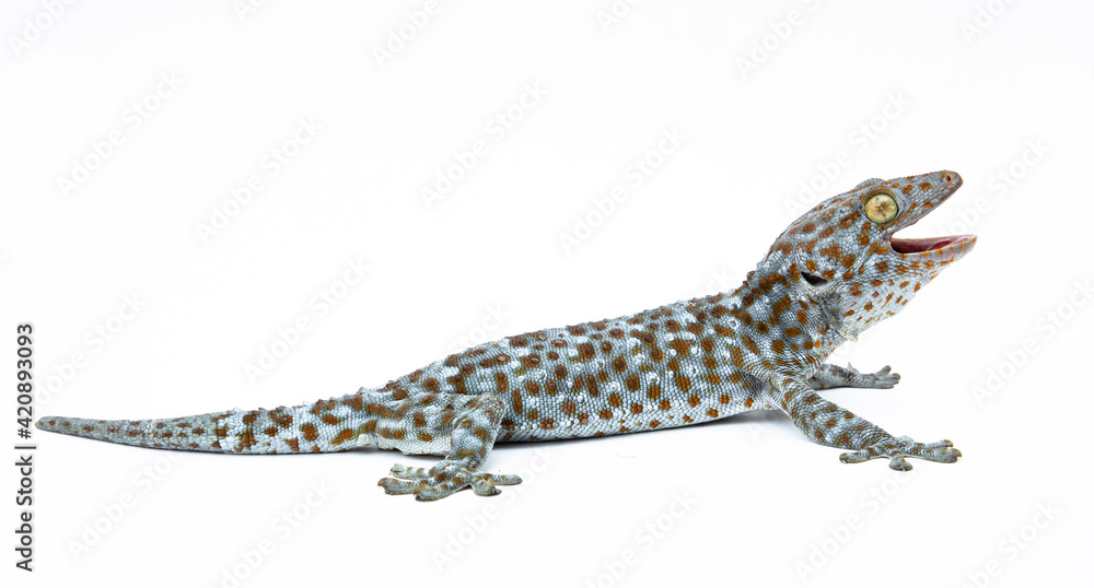 Fototapeta premium gecko on white background. Tropical asian geckos, True geckos.
