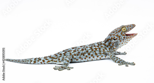 gecko on white background. Tropical asian geckos  True geckos.