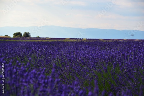 lavender landscape in the French province the beauty in spring that comes with the sun that warms the land, the best