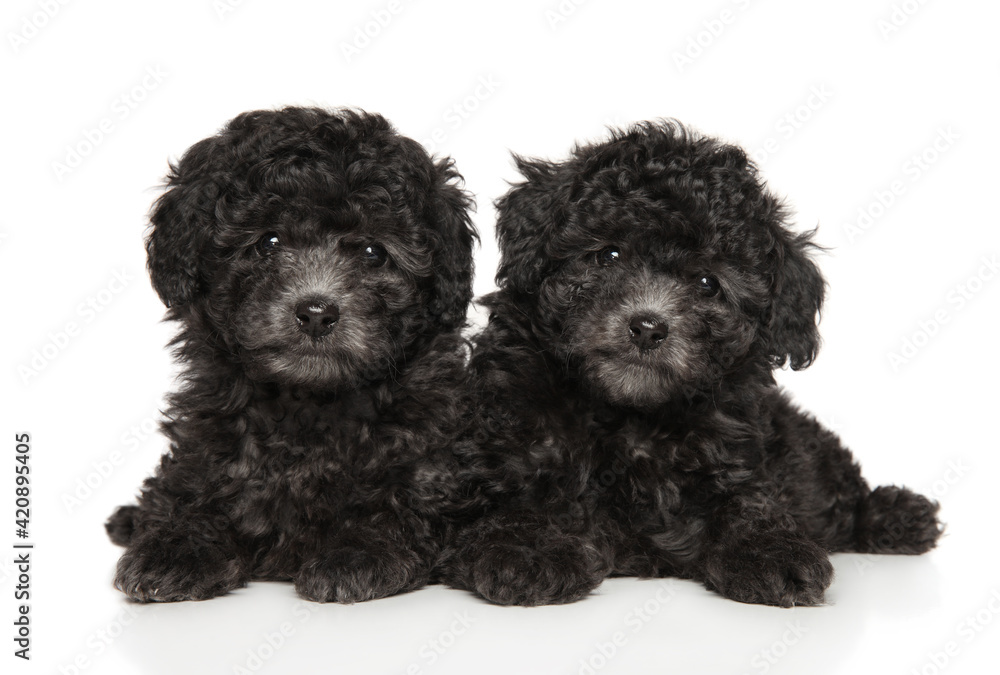Two gray poodle puppies lie Two gray poodle puppies lie