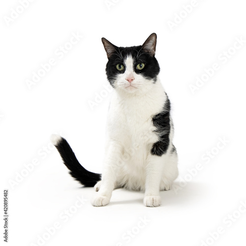 Black and White Domestic Cat Sitting
