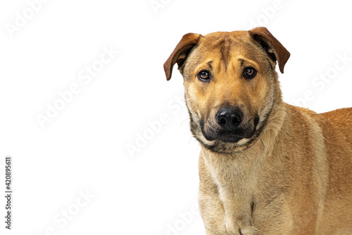 Close-up of Large Shepherd Crossbreed Dog