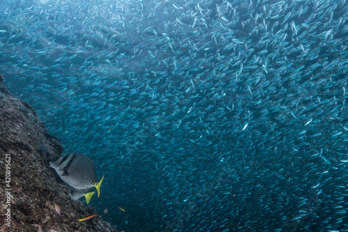 Shoals of sardine being hunted by red snappers photo