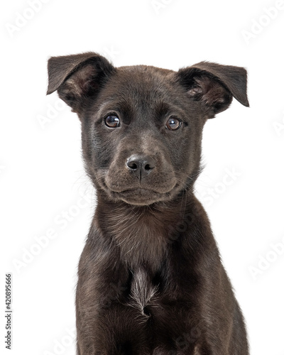 Closeup Cute Black Labrador Retriever Puppy Dog