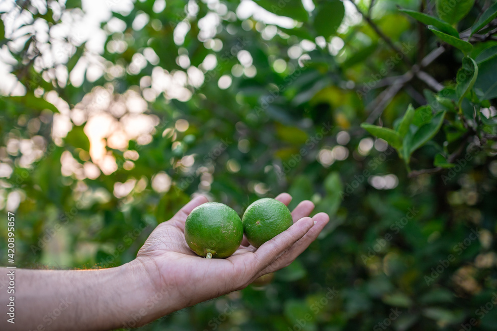 Two green lemons in the gardener's hand Two green lemons in the gardener's hand