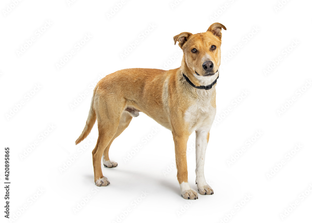 Cute Blonde Large Shepherd Dog Standing Cute Blonde Large Shepherd Dog Standing