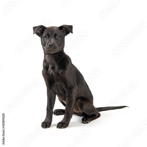 Cute Black Labrador Puppy Sitting Looking Forward