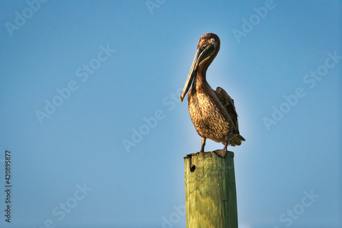 A brown pelican sitting on top of a post with a clear blue sky in the background.