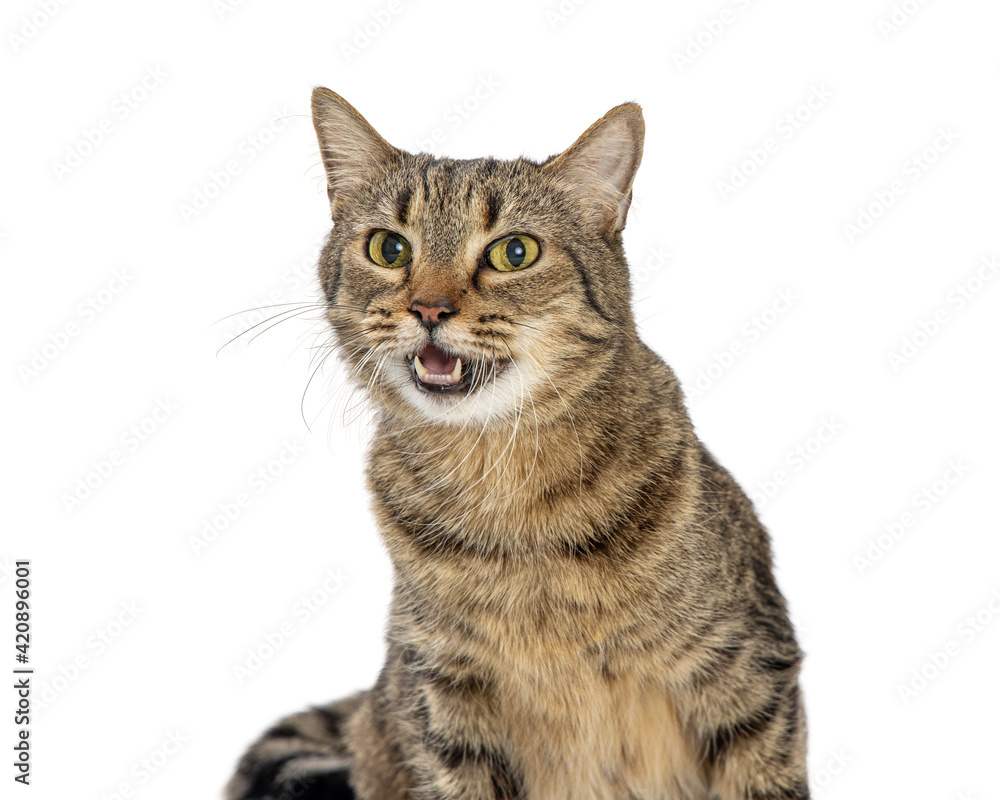 Fototapeta premium Friendly Cat Opening Mouth to Tallk