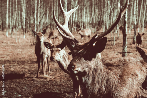 Herd of deer in forest, Ural, Sverdlovsk, Russia photo