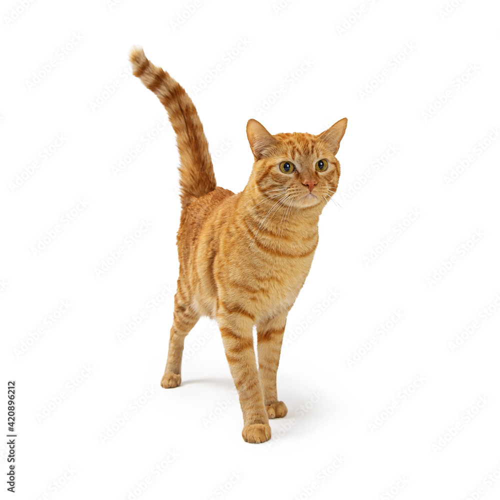 Orange Tabby Cat Walking Forward on White Orange Tabby Cat Walking Forward on White