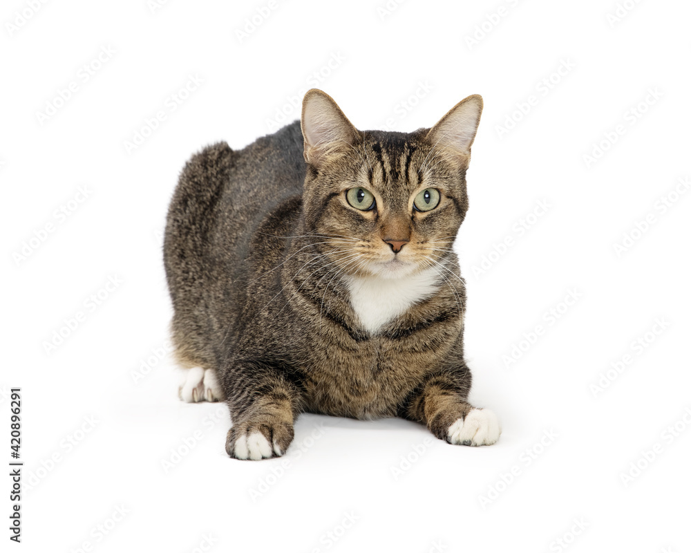 Tabby Cat Lying Down on White Isolated