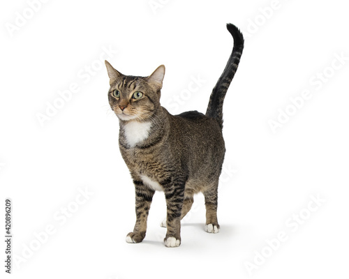 Pretty Tabby and White Cat Standing Tail Raised
