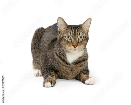 Tabby Cat Lying Down on White Isolated