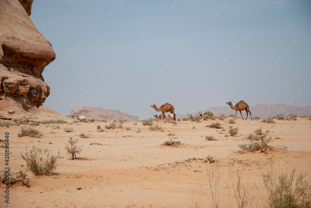 Camels in desert landscape, Wadi Rum, Jordan Camels in desert landscape, Wadi Rum, Jordan