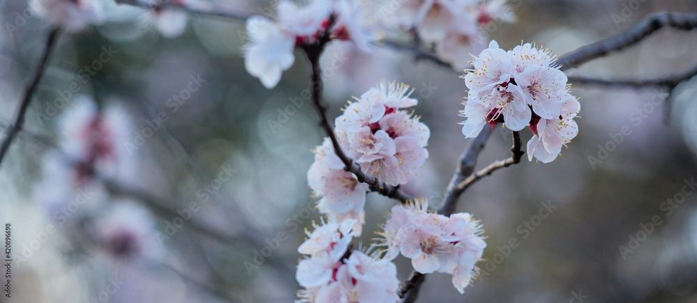 ワイド幅撮影した満開の梅の花の風景