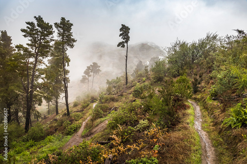 Steep hillside with trees and low cloud, Valleseco, Canary Islands, Spain photo