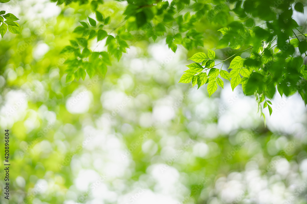 Beautiful nature view green leaf on blurred greenery background under sunlight with bokeh and copy space using as background natural plants landscape, ecology wallpaper concept. Beautiful nature view green leaf on blurred greenery background under sunlight with bokeh and copy space using as background natural plants landscape, ecology wallpaper concept.