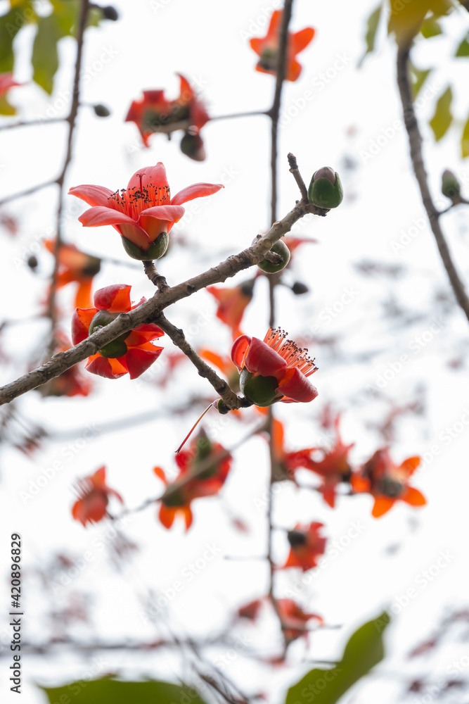 blooming Bombax ceiba or red cotton vertical composition blooming Bombax ceiba or red cotton vertical composition