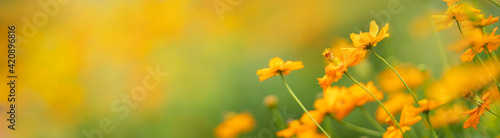 Closeup of orange flower on blurred gereen background under sunlight with copy space using as background natural plants landscape, ecology cover page concept.