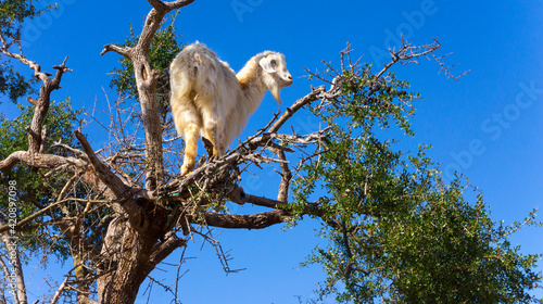 Goat on Argan tree (Argania spinosa), Marrakech, Morocco photo