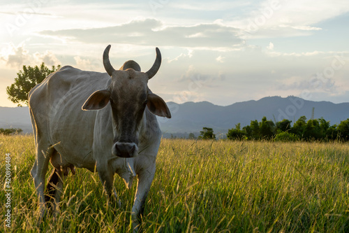 Fototapeta Naklejka Na Ścianę i Meble -  Nelore cattle on pasture at sunset