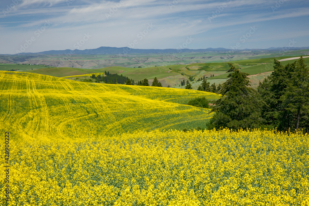 Expansive field of canola, Palouse agricultural region of Eastern Washington State.