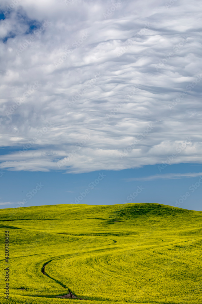 Expansive crop of canola and cumulus clouds, Palouse agricultural region of Eastern Washington State.