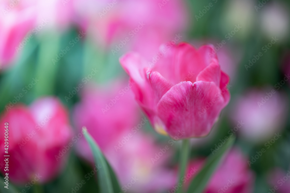 Beautiful bouquet of tulips. colorful tulips. nature background Beautiful bouquet of tulips. colorful tulips. nature background
