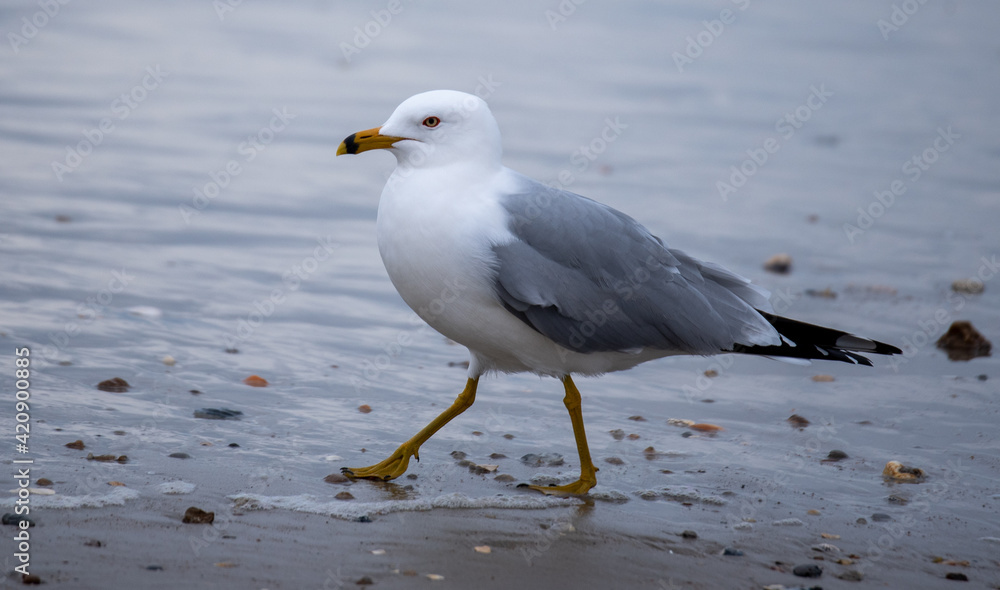 Shorebirds Shorebirds