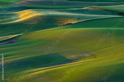 Pattern in rolling hills of the Palouse agricultural region of Eastern Washington State. © Danita Delimont