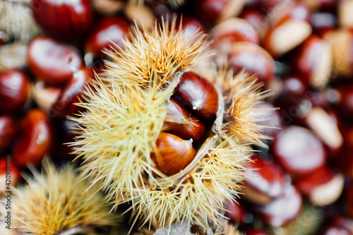 Chestnuts, some in prickly casing photo