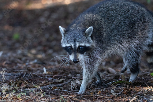 Young raccoon Procyon lotor marinus forages for food photo