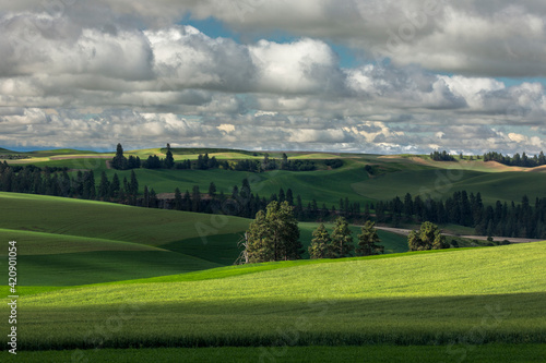 Pattern in rolling hills of the Palouse agricultural region of Eastern Washington State. © Danita Delimont