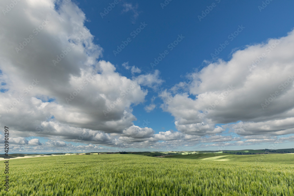Fototapeta premium Expansive wheat crop, Palouse agricultural region of Eastern Washington State.