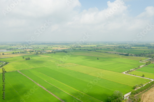 Field rice with landscape green pattern nature background